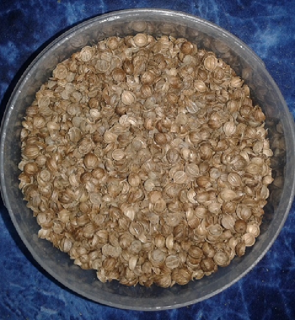 Ground Coriander seeds